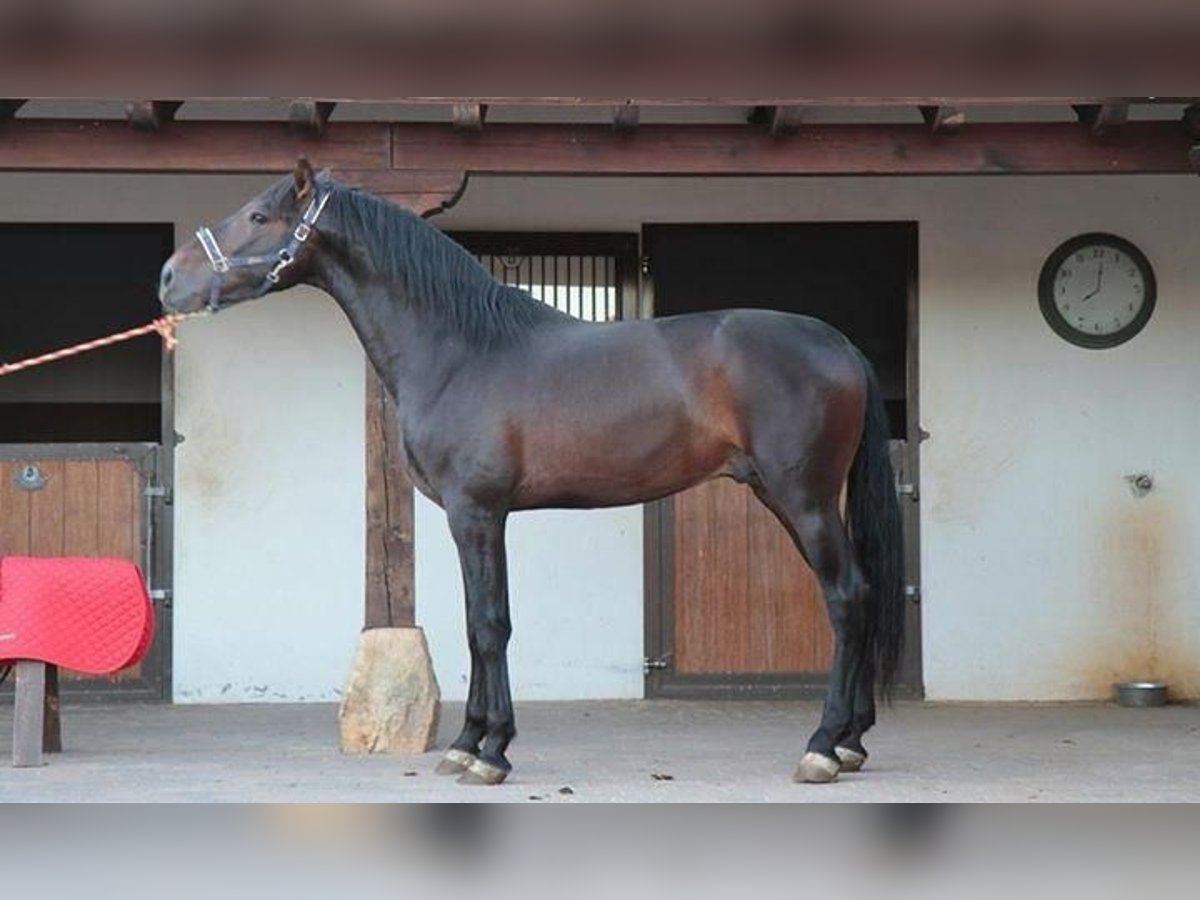 PRE Stallion 14 years Bay-Dark in Soria