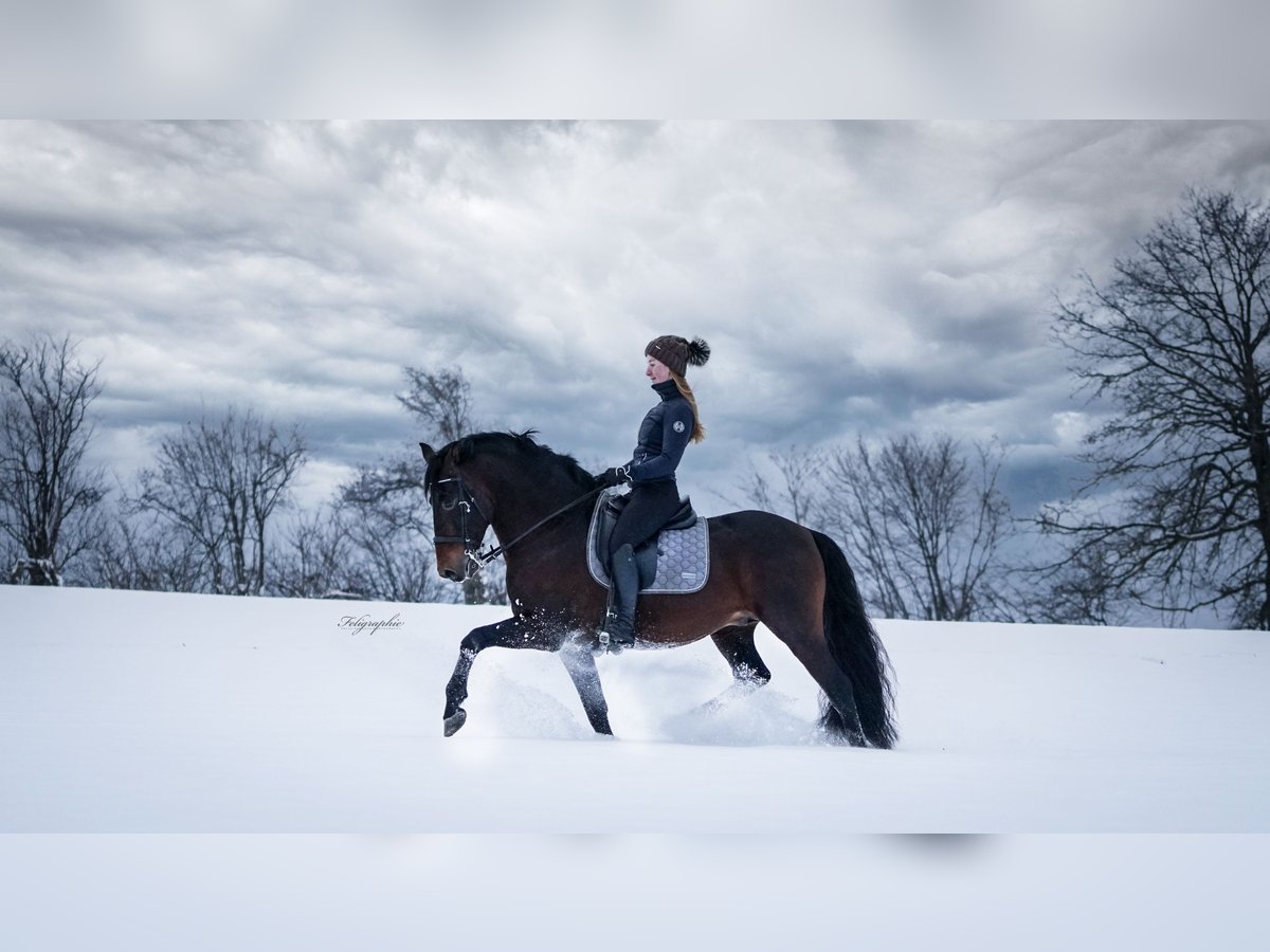 PRE Stallion 15 years 15,2 hh Bay-Dark in Roßdorf