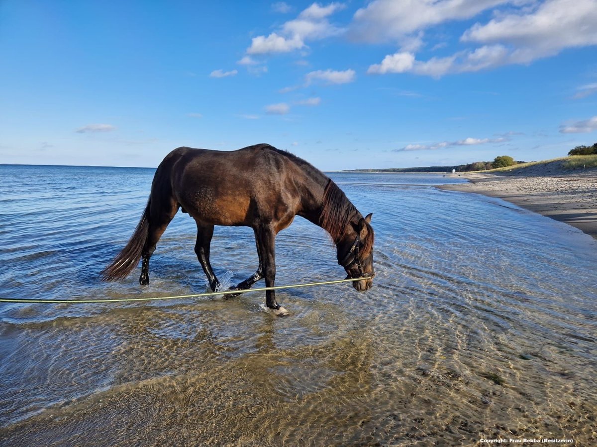 PRE Mix Stallion 15 years 15,2 hh Dun in Lubmin