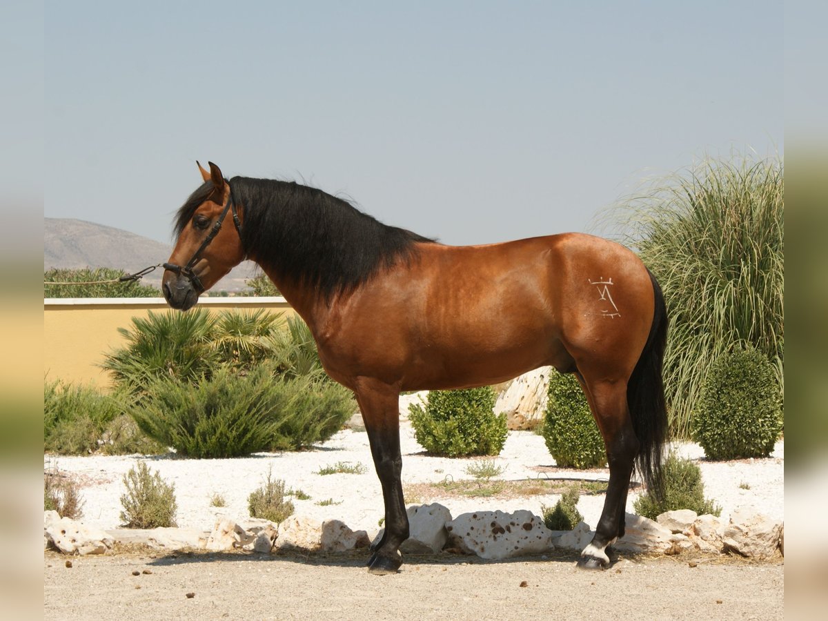 PRE Stallion 15 years 16,1 hh Bay in Sax