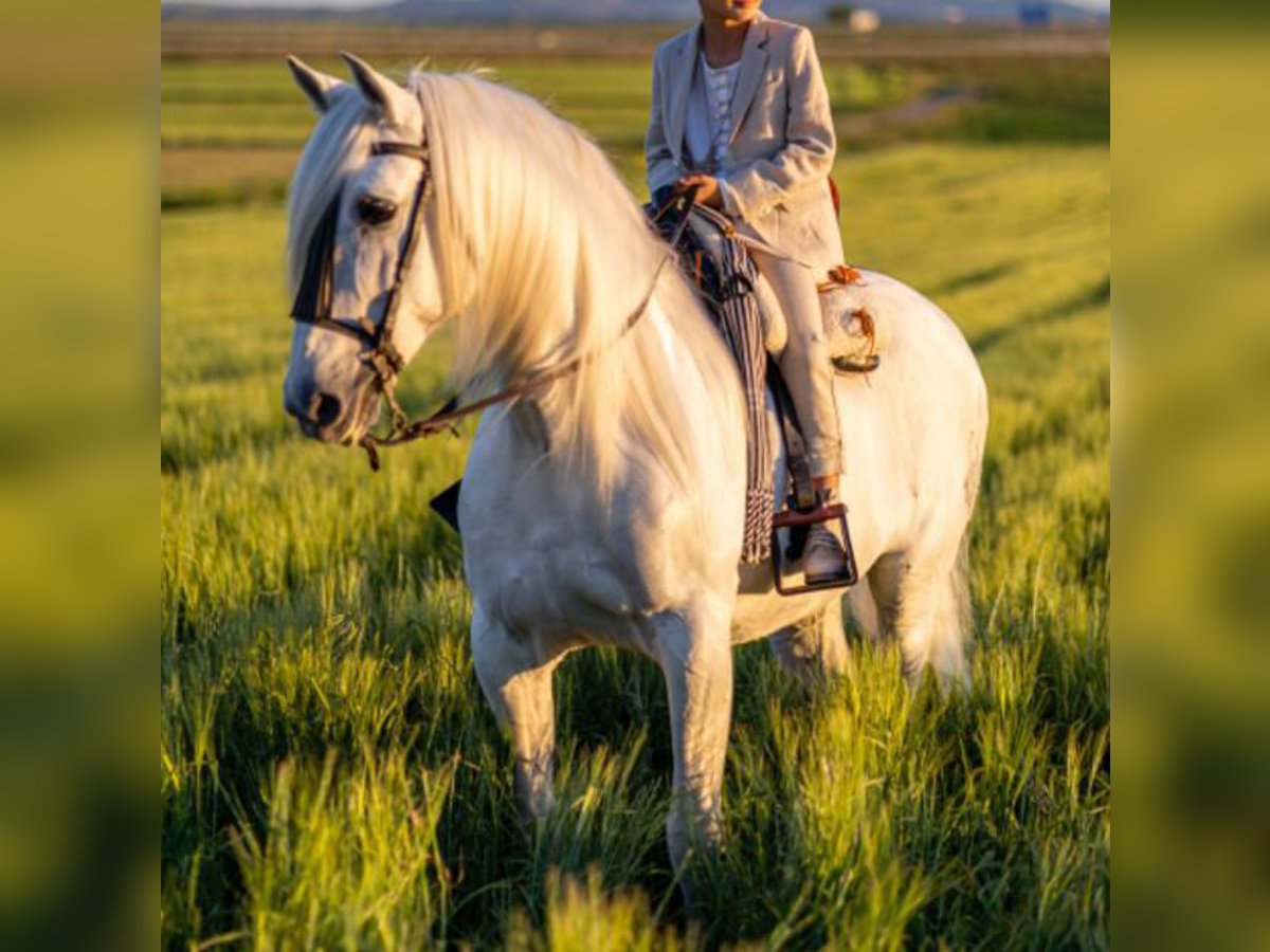 PRE Mix Stallion 15 years 16 hh Gray in Madrid