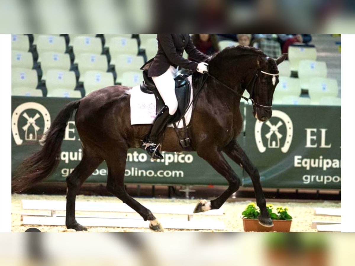 PRE Stallion 17 years 15,1 hh Black in NAVAS DEL MADRONO