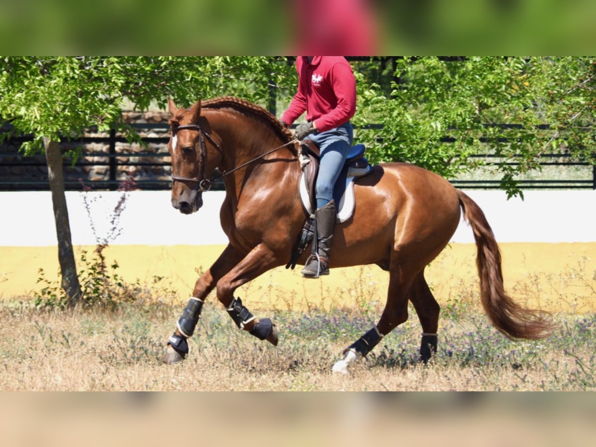 PRE Stallion 17 years 15,2 hh Chestnut in NAVAS DEL MADROÑO