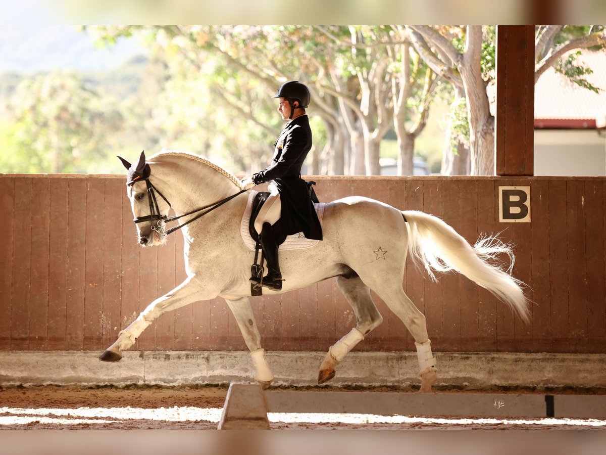 PRE Mix Stallion 17 years 16,2 hh Grey in Los Barrios