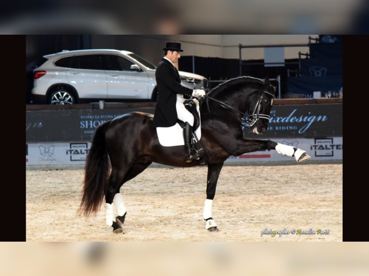 PRE Stallion 18 years 16,1 hh Black in NAVAS DEL MADRONO