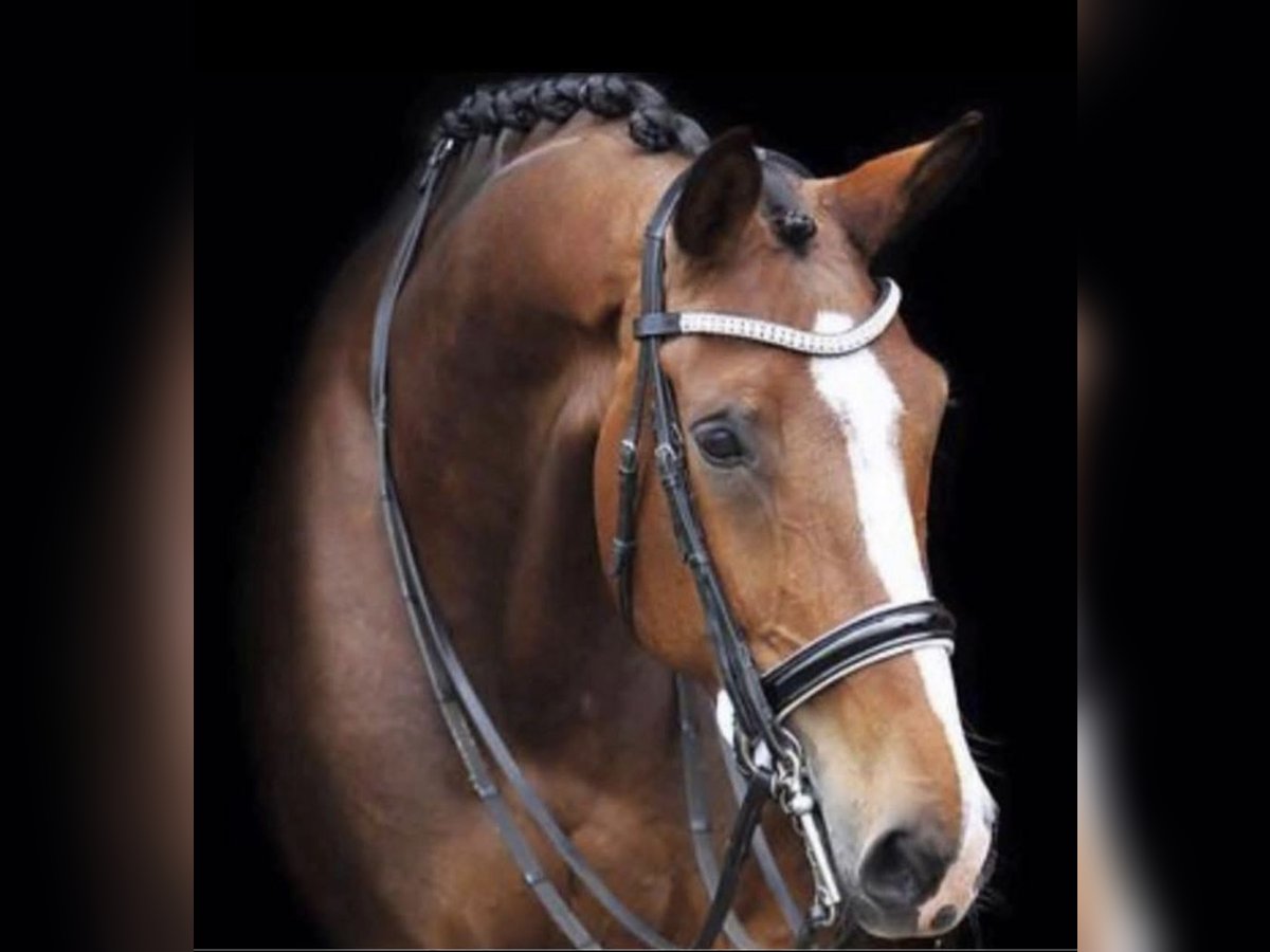 PRE Mix Stallion 19 years 17,1 hh Brown in Loburg