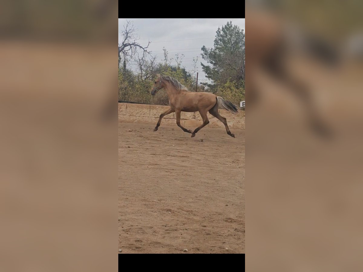 PRE Mix Stallion 1 year 13,2 hh Dun in Llucmajor