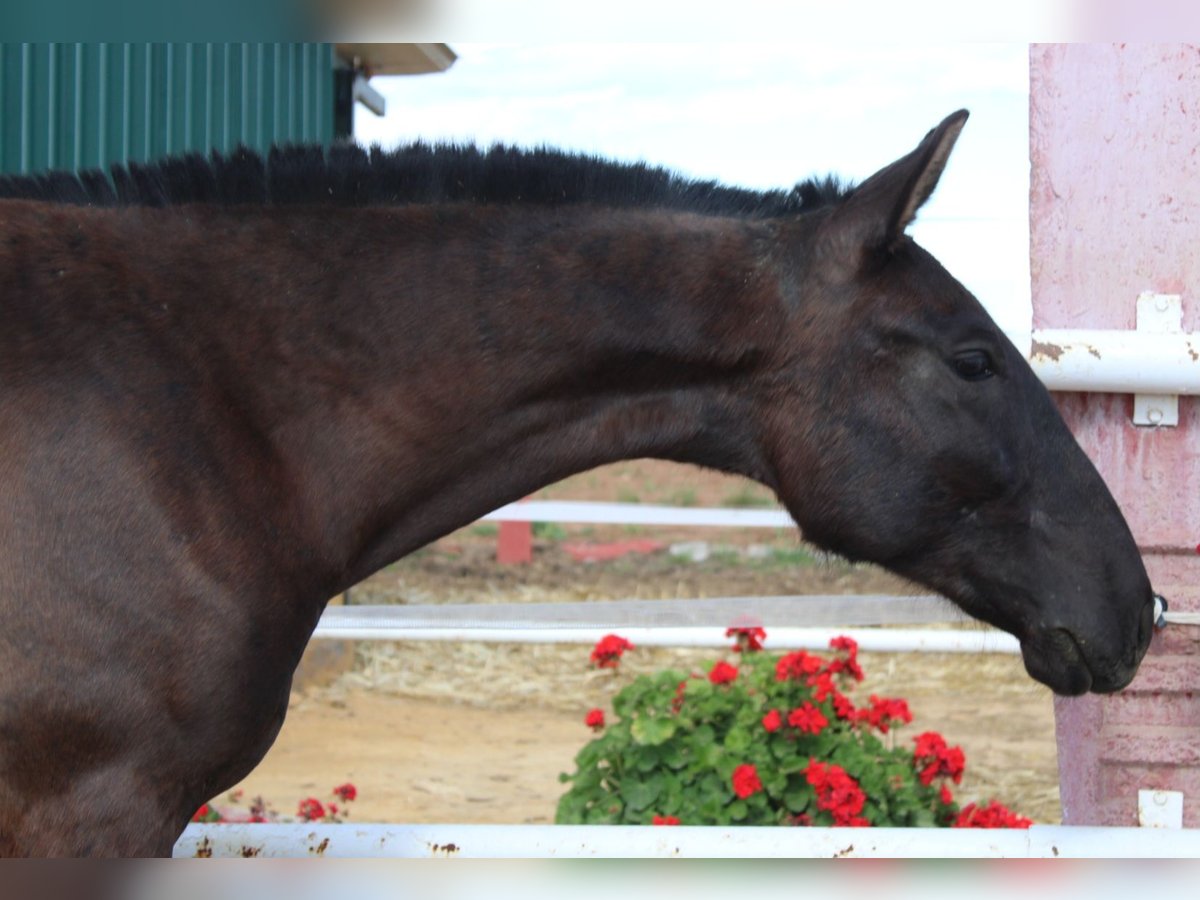 PRE Stallion 1 year 14,2 hh Black in Los Rosales