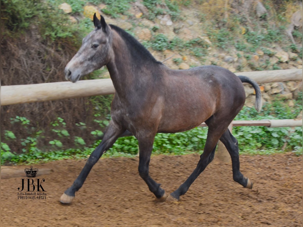 PRE Stallion 1 year 14,3 hh Brown Falb mold in Tabernas Almeria