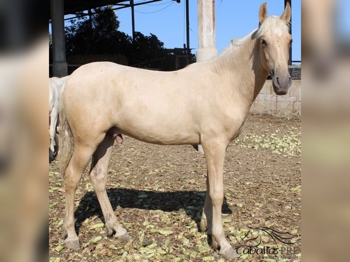 PRE Stallion 1 year 14,3 hh Palomino in Alicante