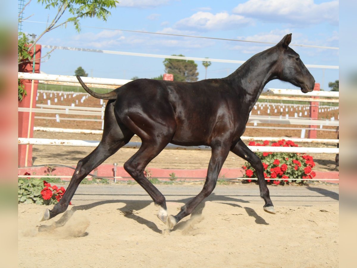 PRE Stallion 1 year 14,2 hh in Los Rosales