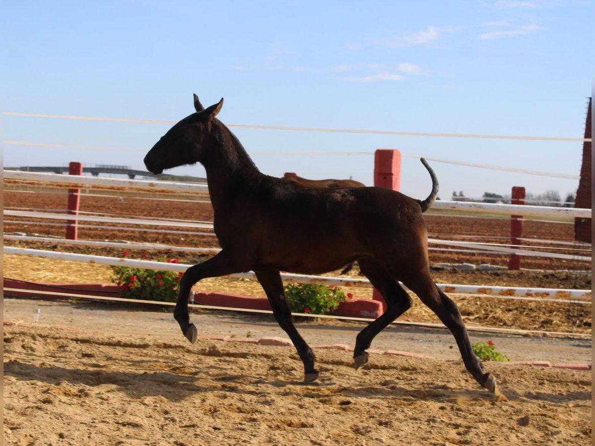 PRE Stallion 1 year 15,1 hh in Los Rosales