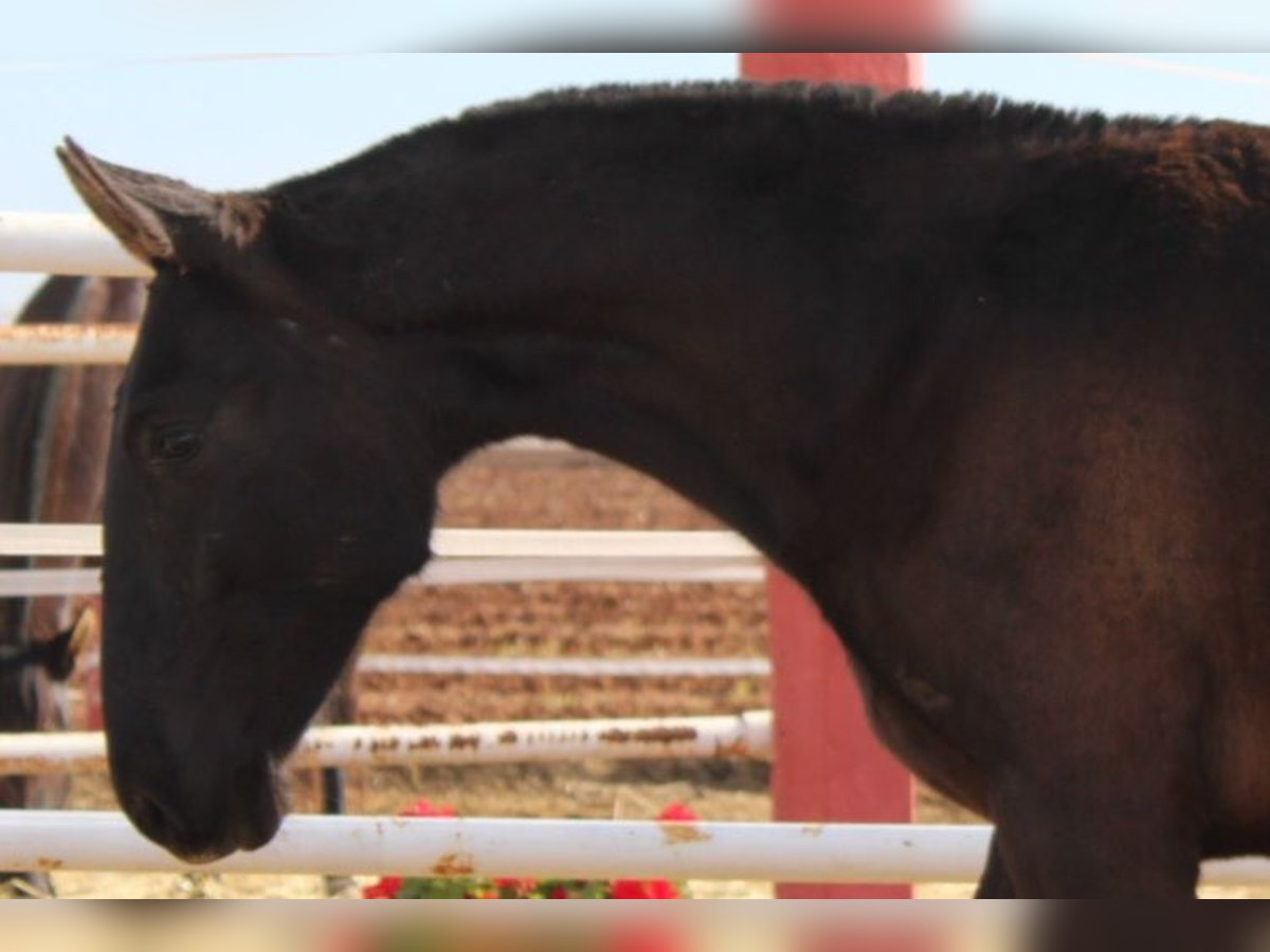 PRE Stallion 1 year 15,1 hh in Los Rosales