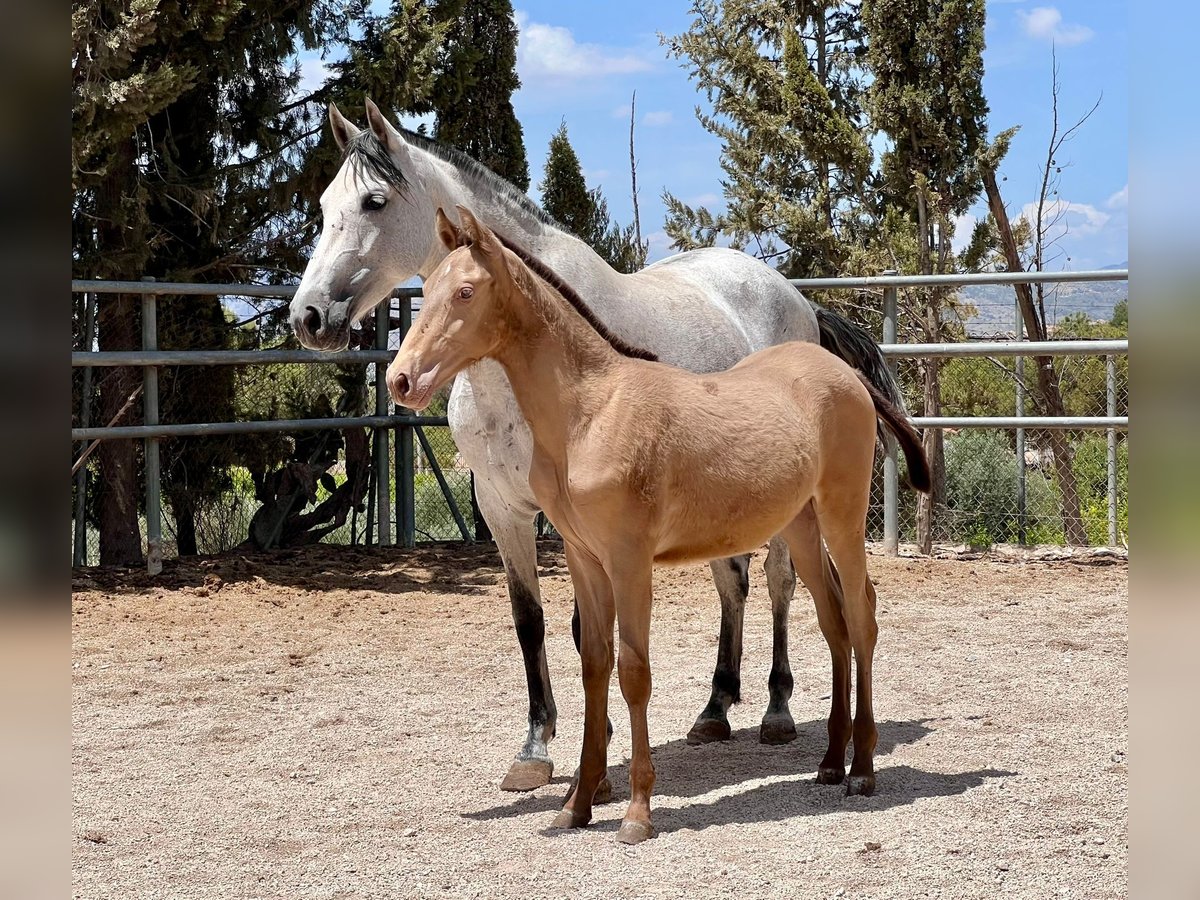 PRE Stallion 1 year 15,2 hh Champagne in Archena