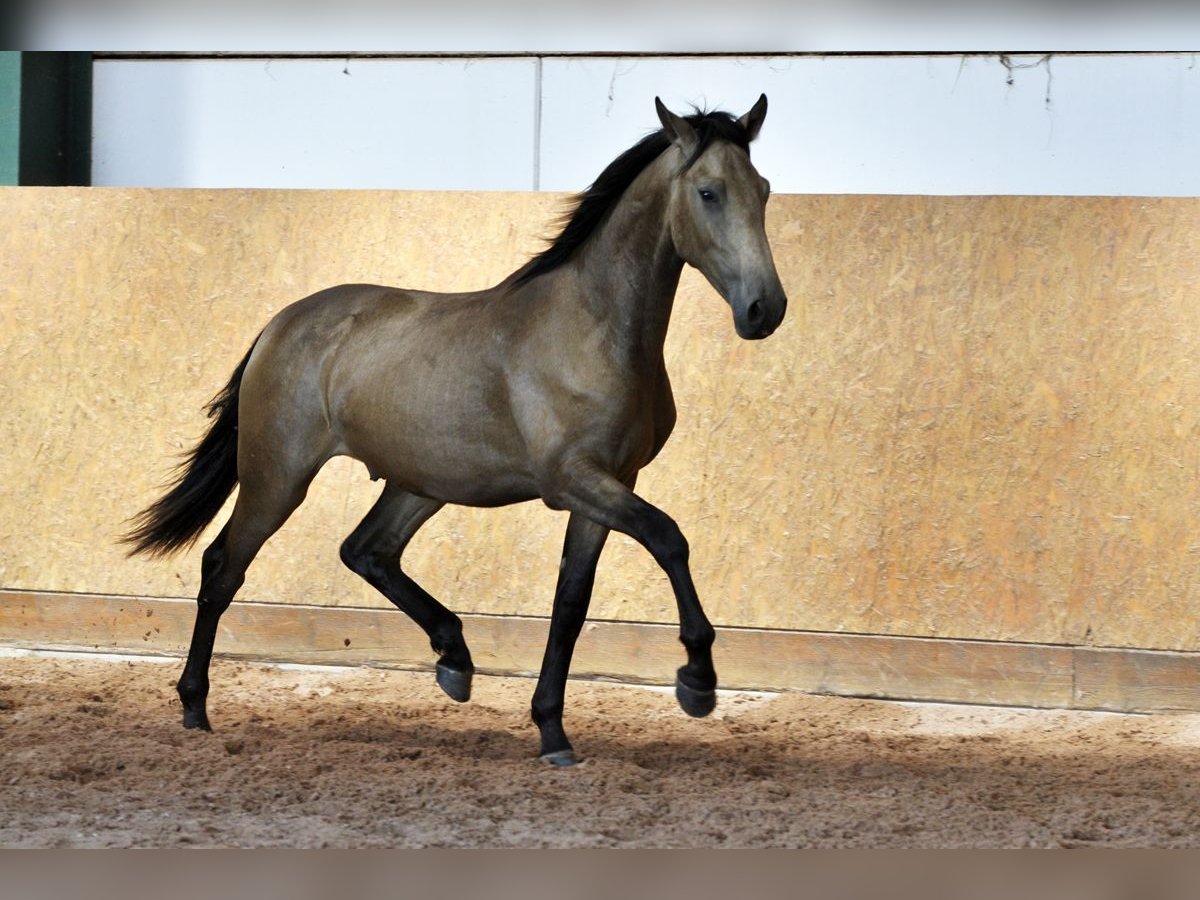 PRE Mix Stallion 1 year 15,2 hh Dun in Waldh&#xF6;lzbach