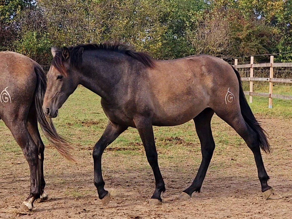 PRE Stallion 1 year 15,2 hh Gray in Brandis