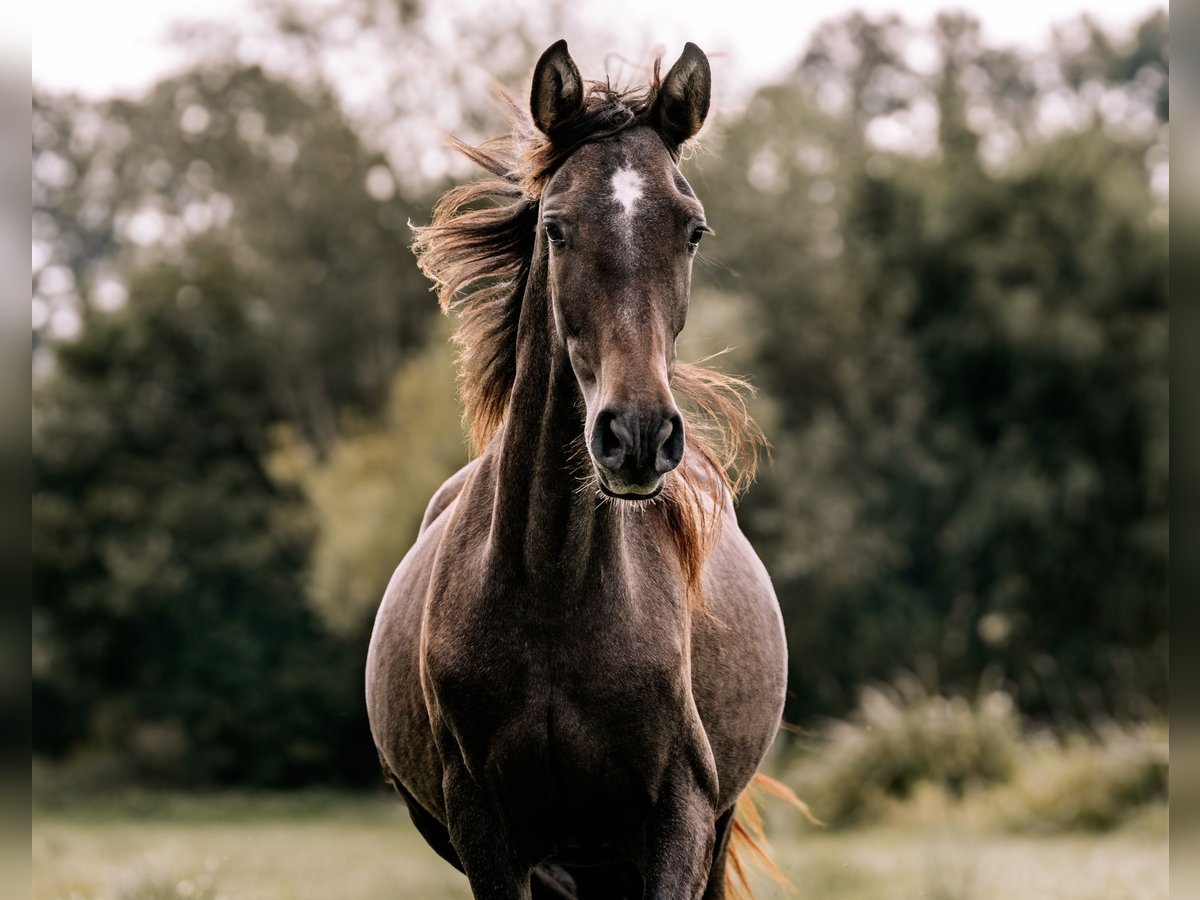 PRE Stallion 1 year 15,3 hh Gray in Otterberg