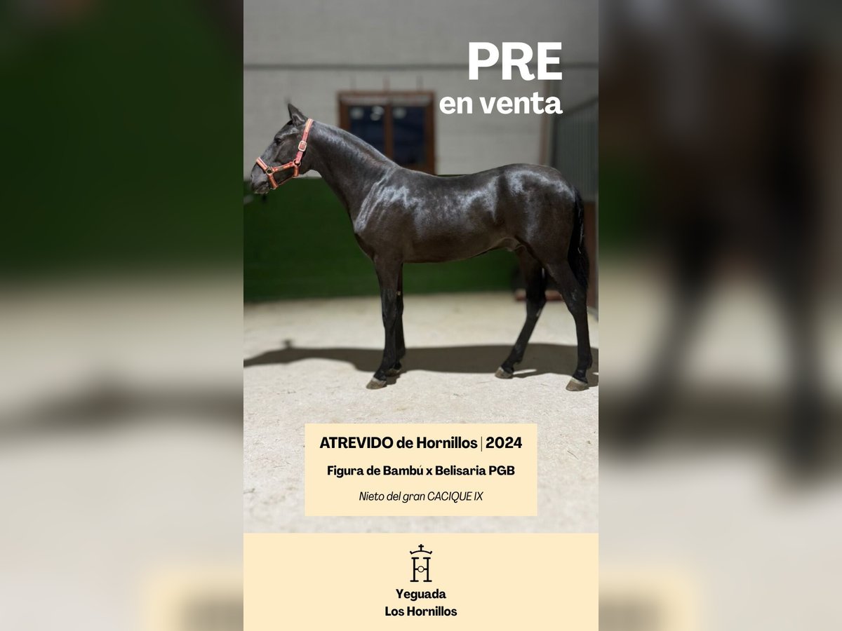 PRE Mix Stallion 1 year 15,1 hh Black in Yebra
