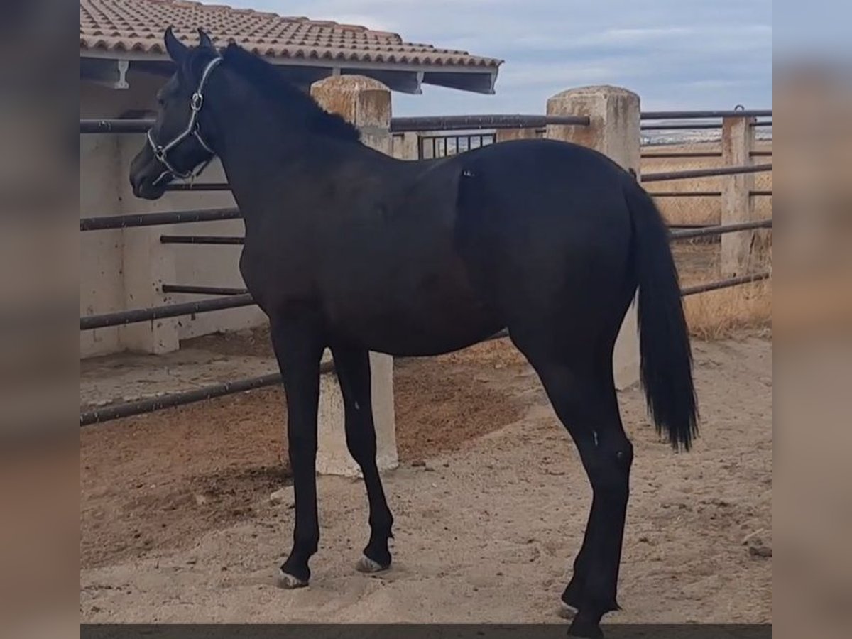 PRE Stallion 1 year 15,2 hh Black in Palacio