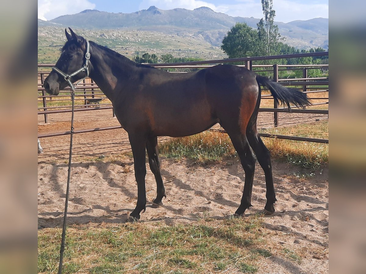PRE Stallion 1 year 15,2 hh Black in Palacio