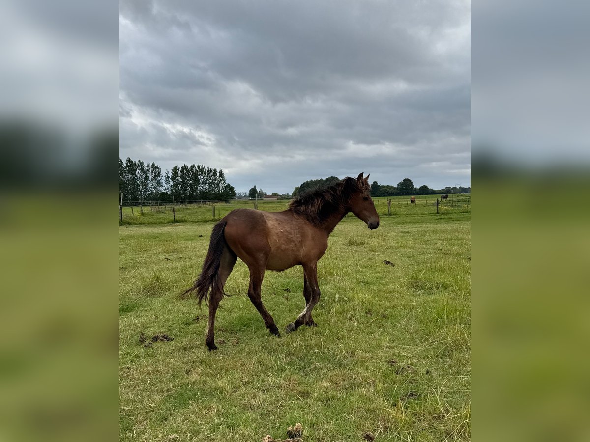 PRE Stallion 1 year 15,2 hh Brown in Ranst