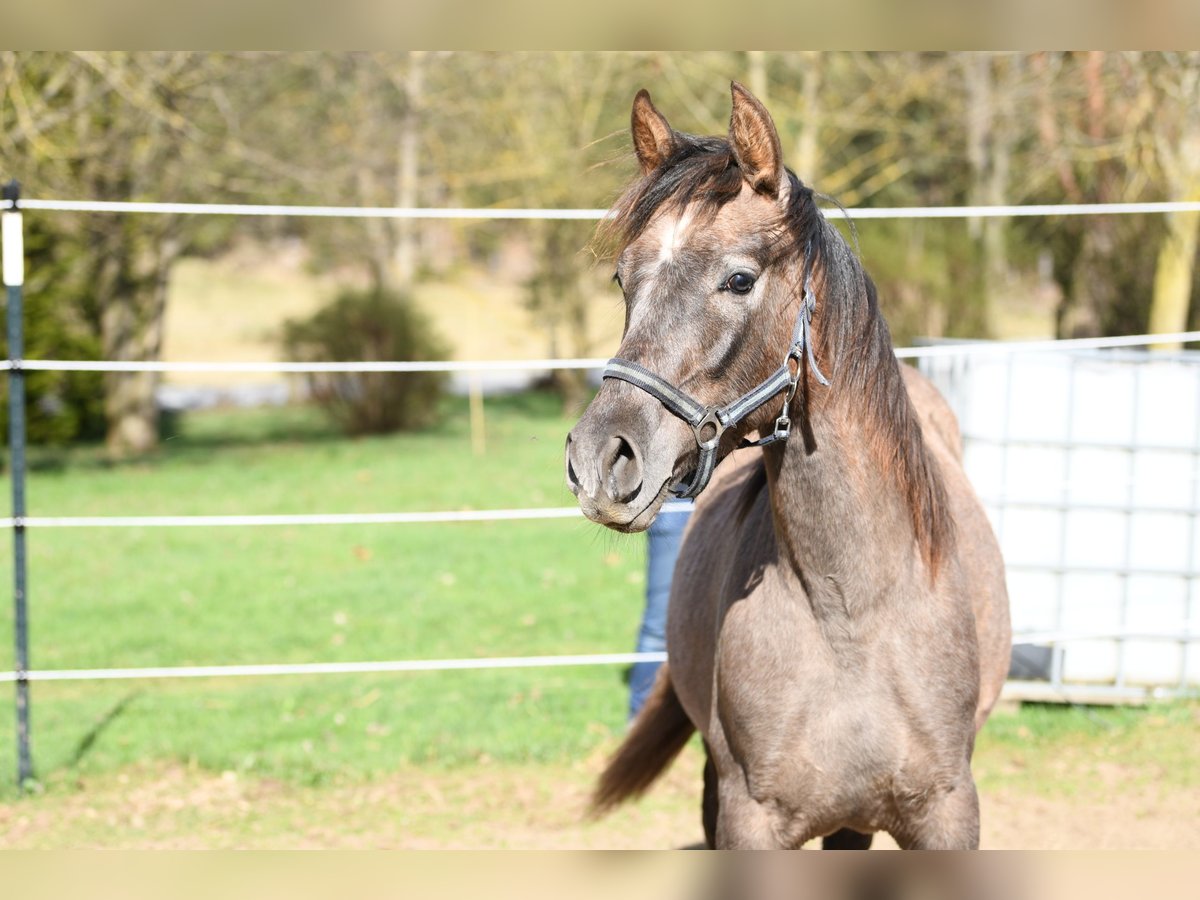 PRE Mix Stallion 1 year 15,2 hh Gray-Red-Tan in Langschlag