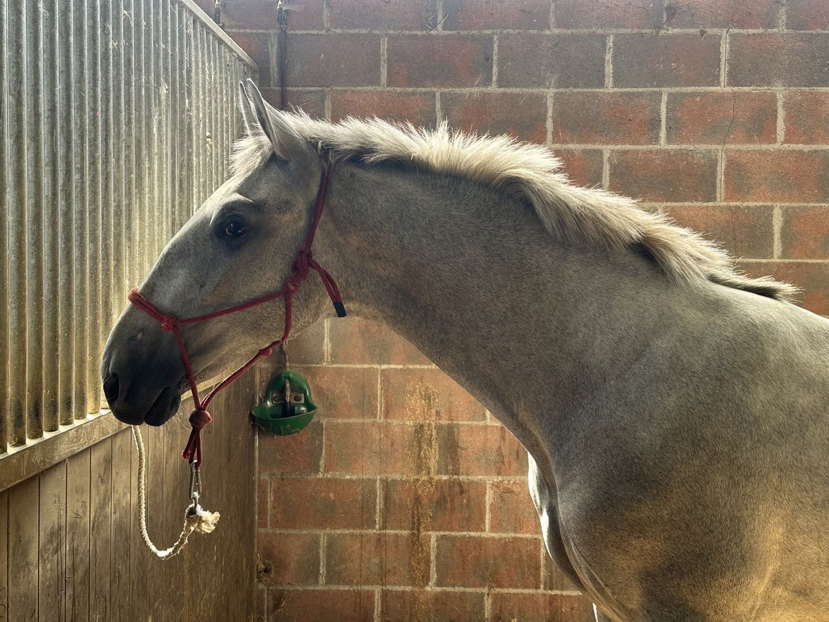 PRE Stallion 1 year 15,2 hh Grey in Revilla de Camargo