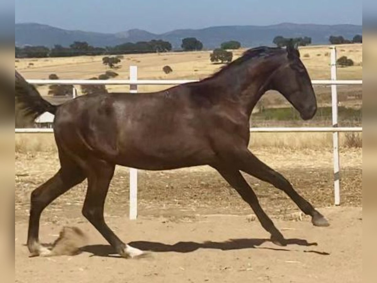 PRE Stallion 1 year 15,2 hh Grey in Navalvillar De Pela