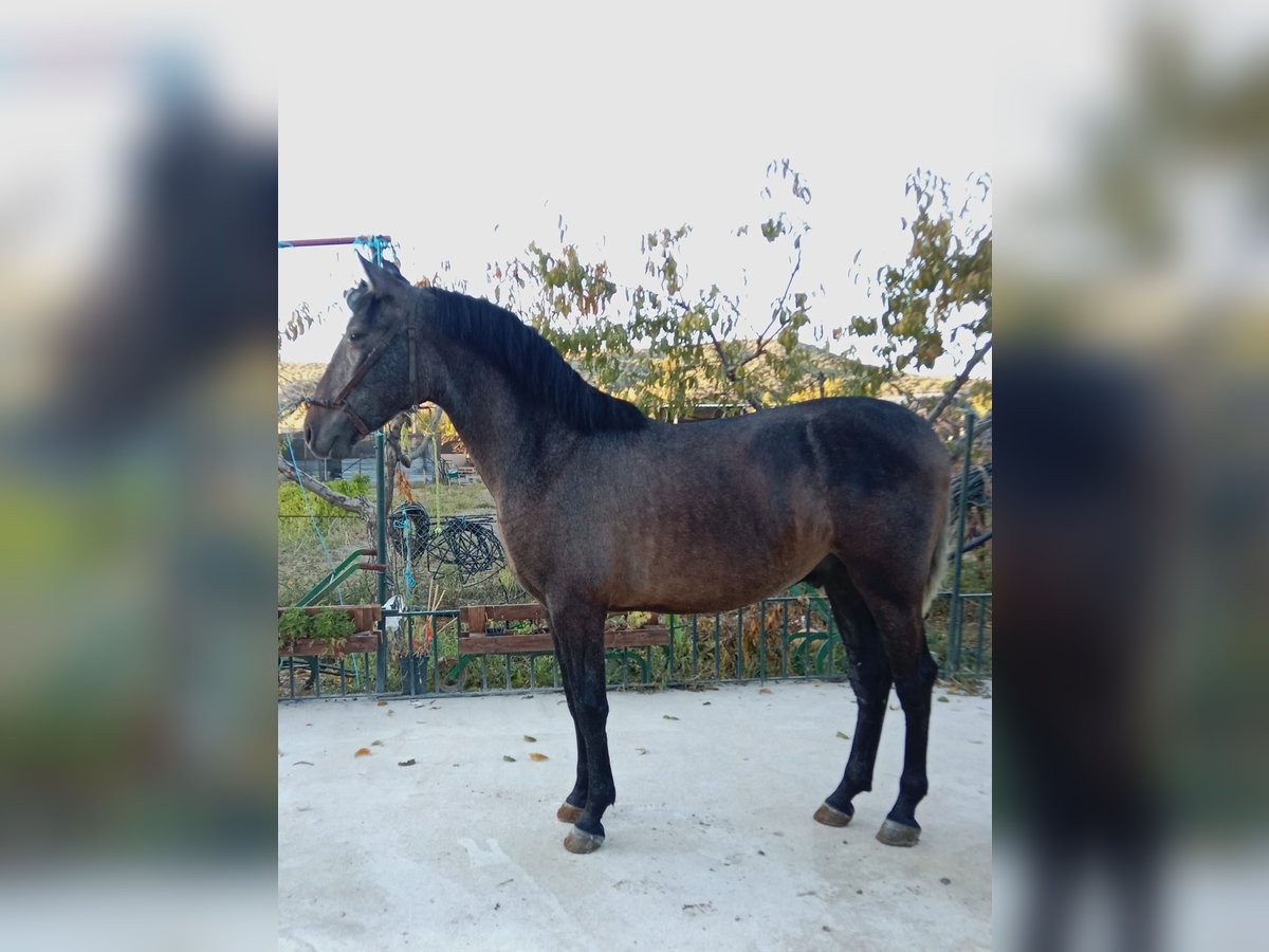 PRE Mix Stallion 1 year 15,2 hh Grey in Deifonte