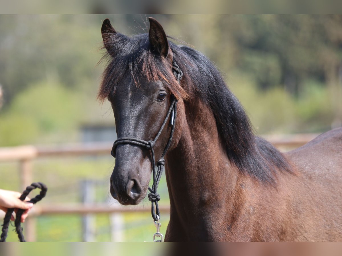 PRE Stallion 1 year 16,1 hh Black in Postfeld