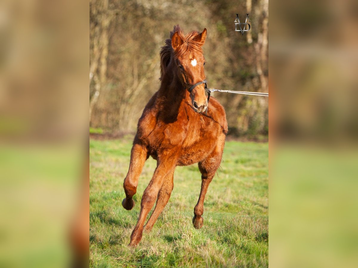 PRE Mix Stallion 1 year 16,1 hh Chestnut-Red in Valorbiquet