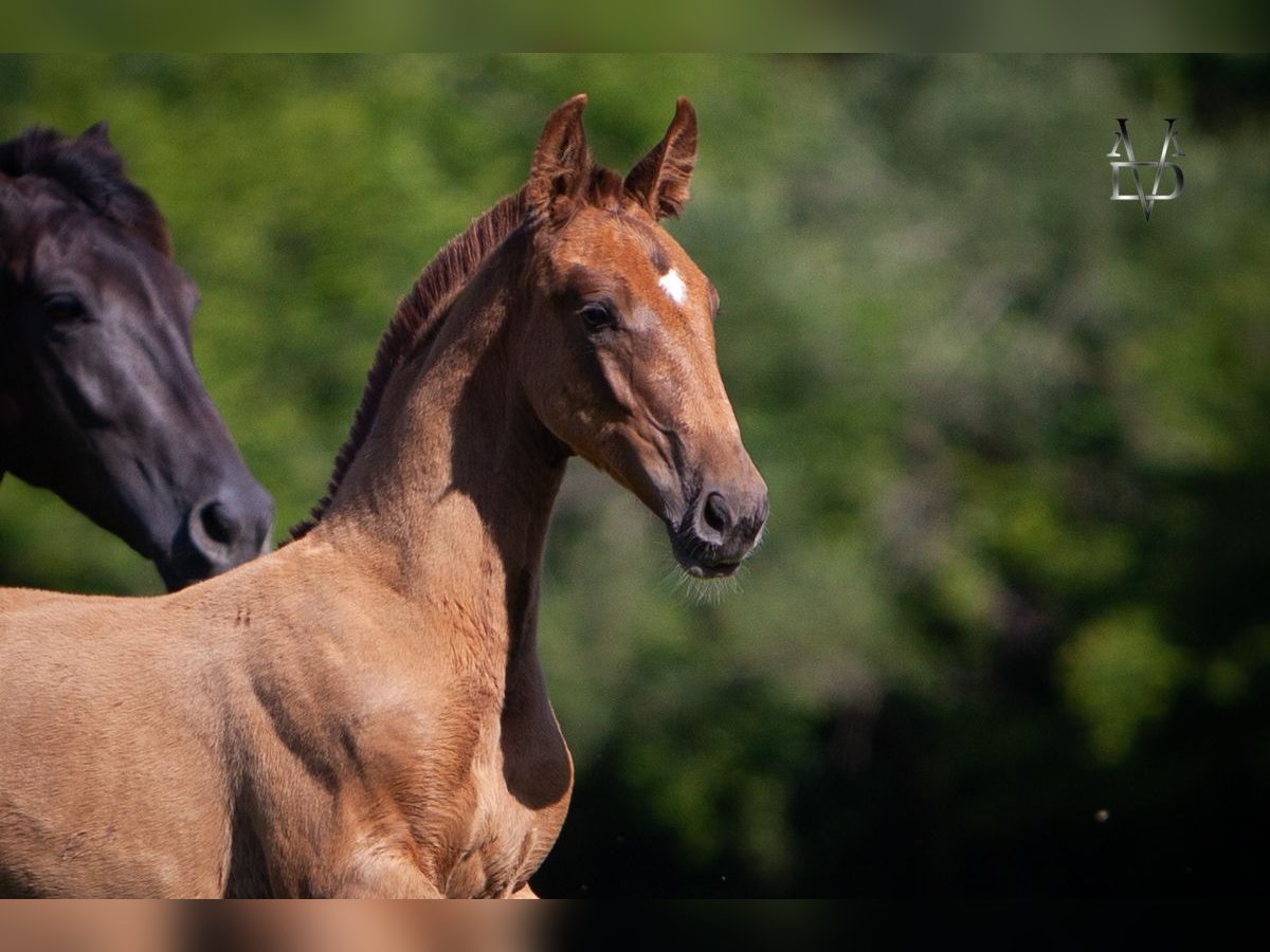 PRE Mix Stallion 1 year 16,1 hh Chestnut-Red in Valorbiquet