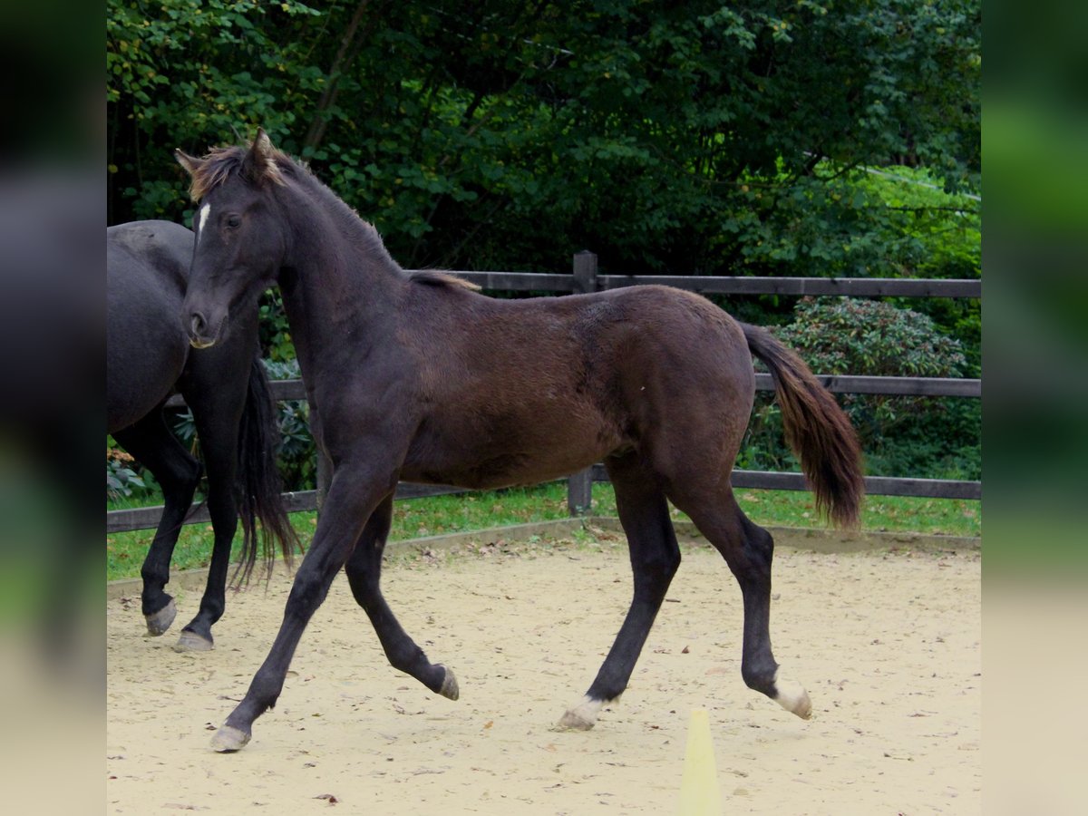 PRE Stallion 1 year 16,1 hh in Hümmel
