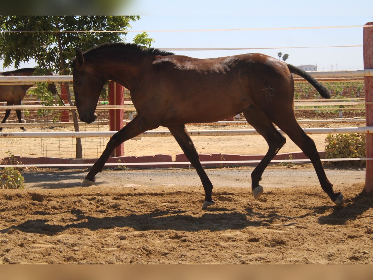 PRE Stallion 1 year 16 hh Black in Los Rosales