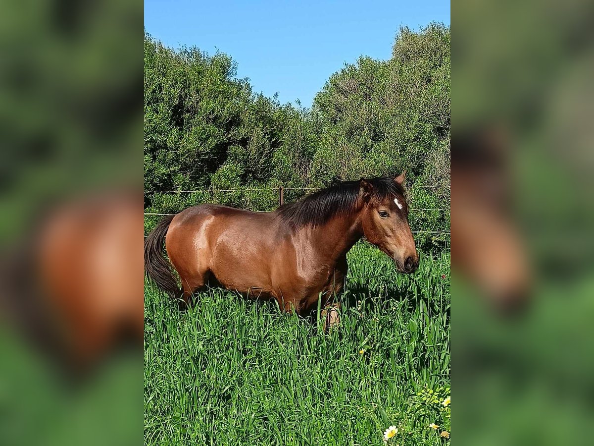 PRE Stallion 1 year 16 hh Buckskin in Pedro Valiente