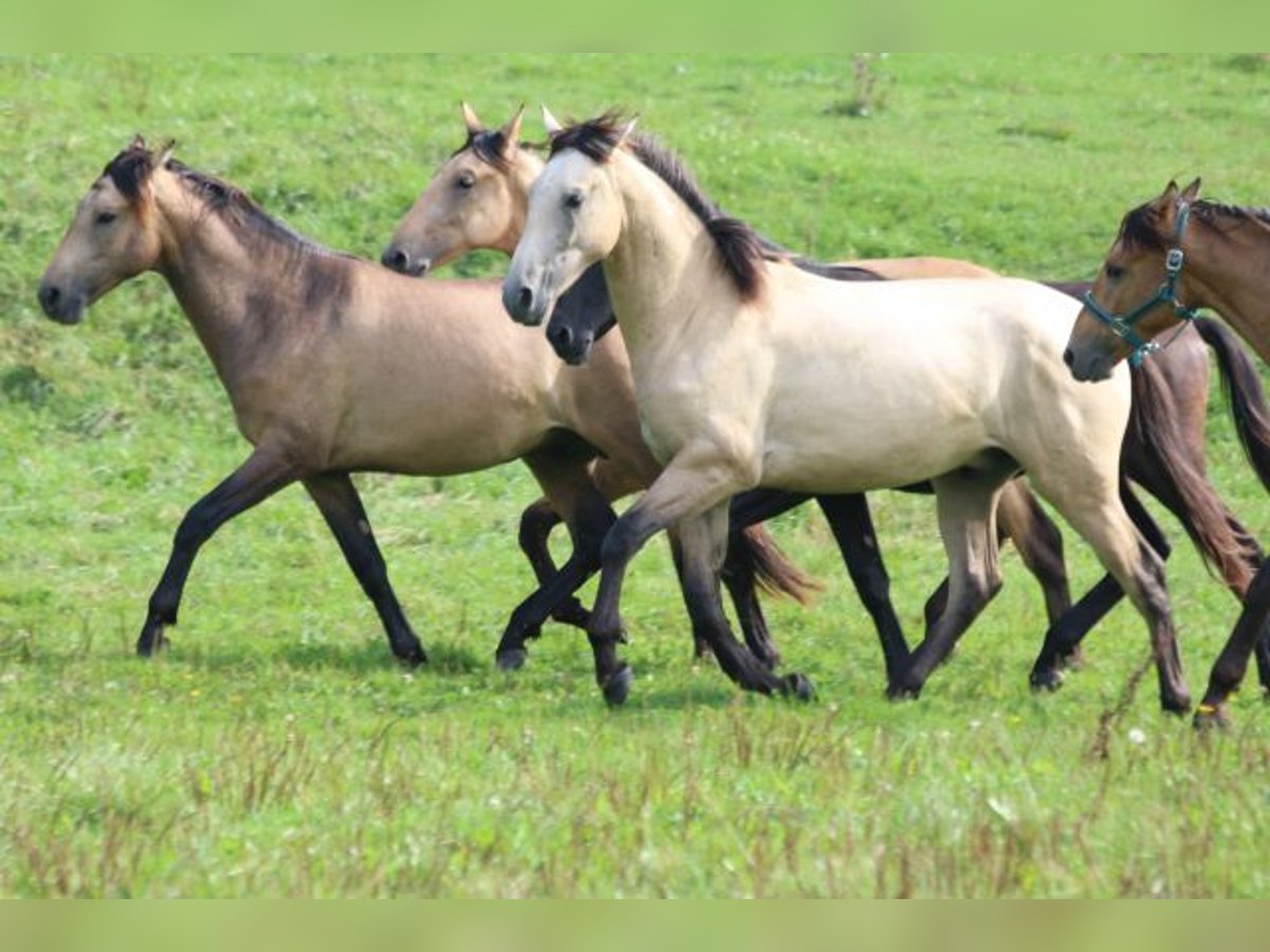 PRE Mix Stallion 1 year 16 hh Can be white in Bibertal