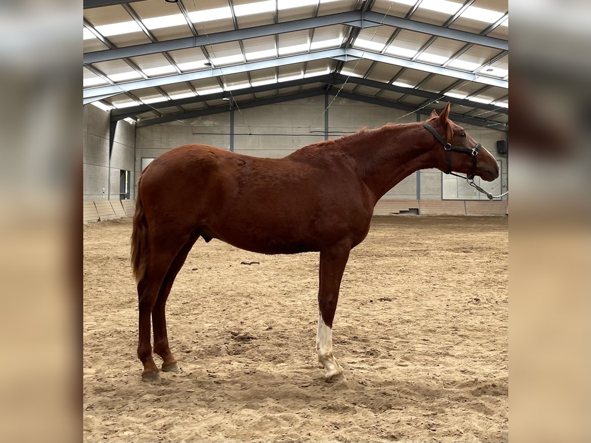 PRE Mix Stallion 1 year 16 hh Chestnut-Red in El Barco De Avila