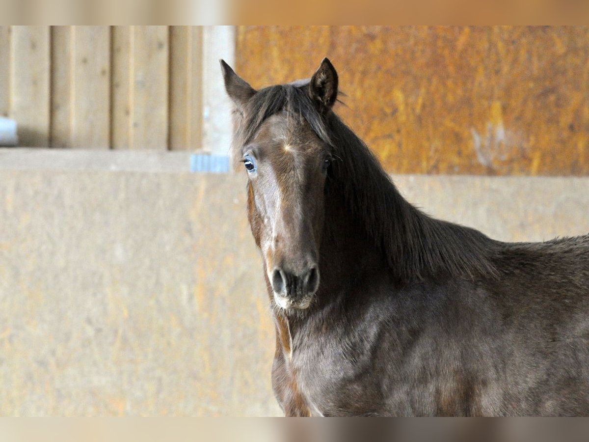 PRE Stallion 1 year 16 hh Chestnut-Red in Waldhölzbach
