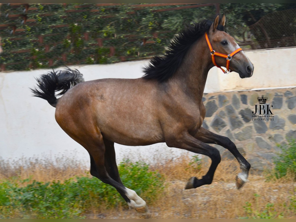 PRE Stallion 1 year 16 hh Gray-Red-Tan in Tabernas Almeria