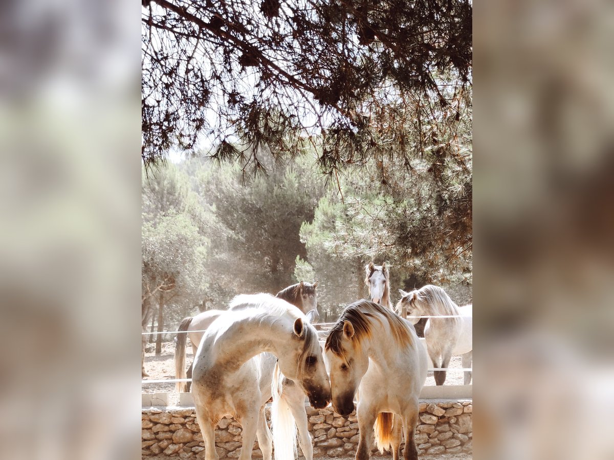 PRE Mix Stallion 1 year 16 hh Grey in Sagunt/Sagunto