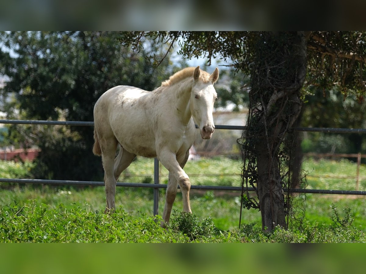 PRE Mix Stallion 1 year 16 hh Perlino in Hamburg