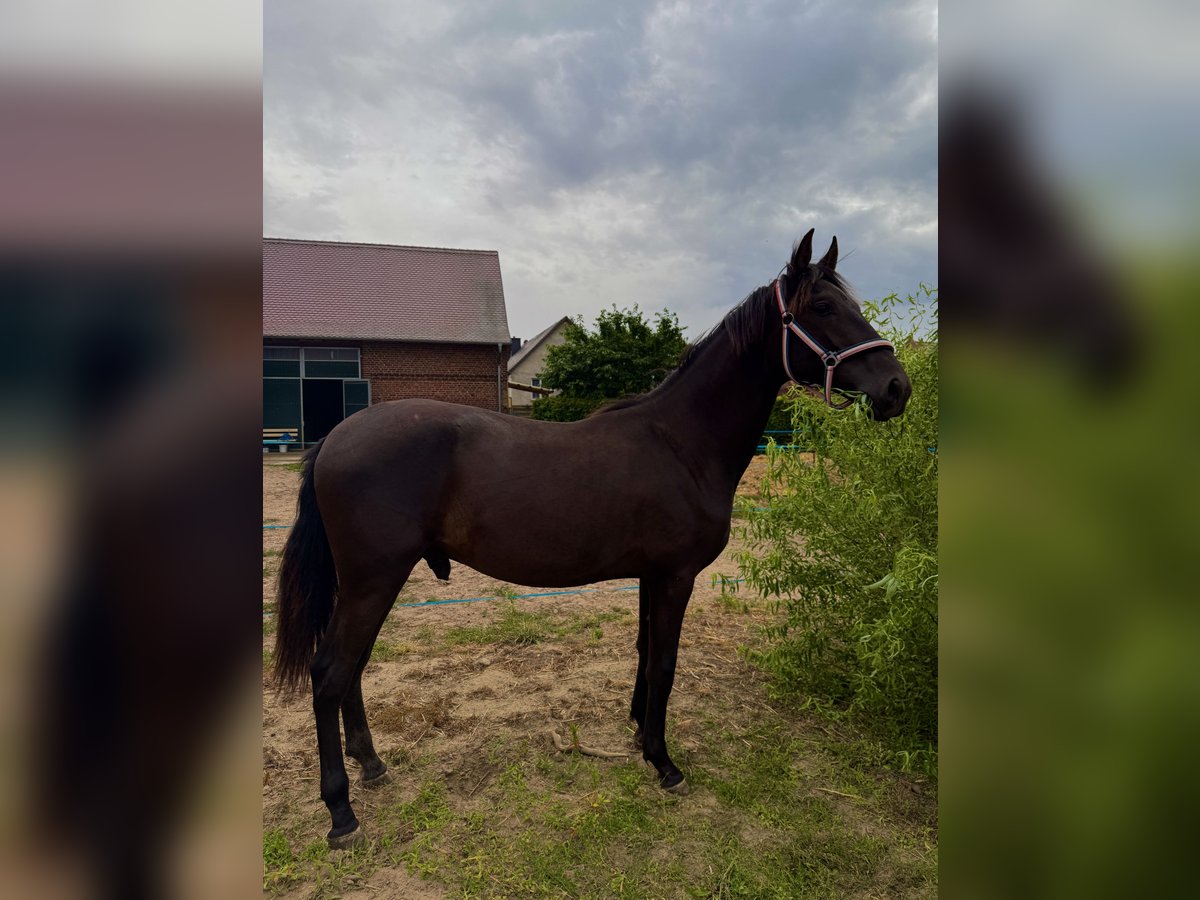 PRE Mix Stallion 1 year 16,1 hh Black in Bensdorf