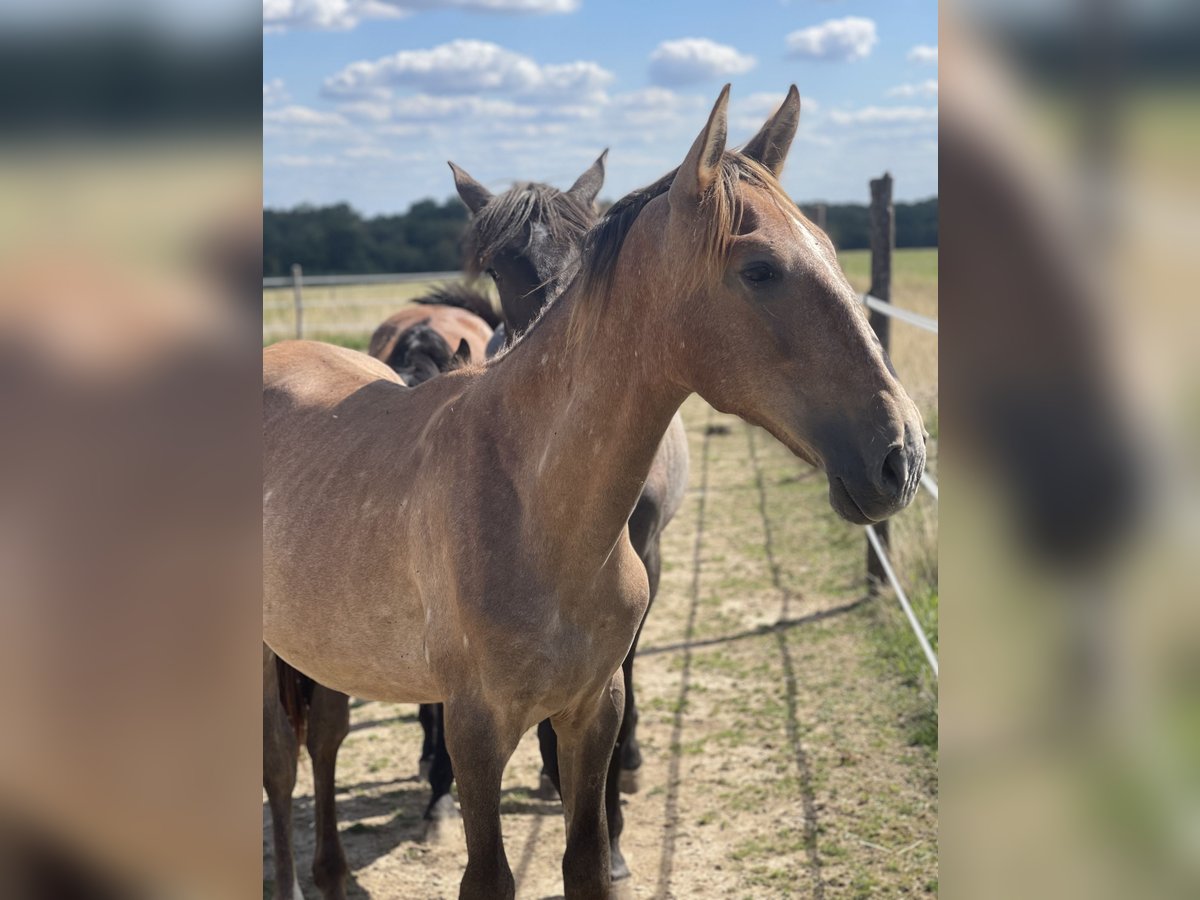 PRE Mix Stallion 1 year 16,1 hh Brown Falb mold in Oberglatt ZH