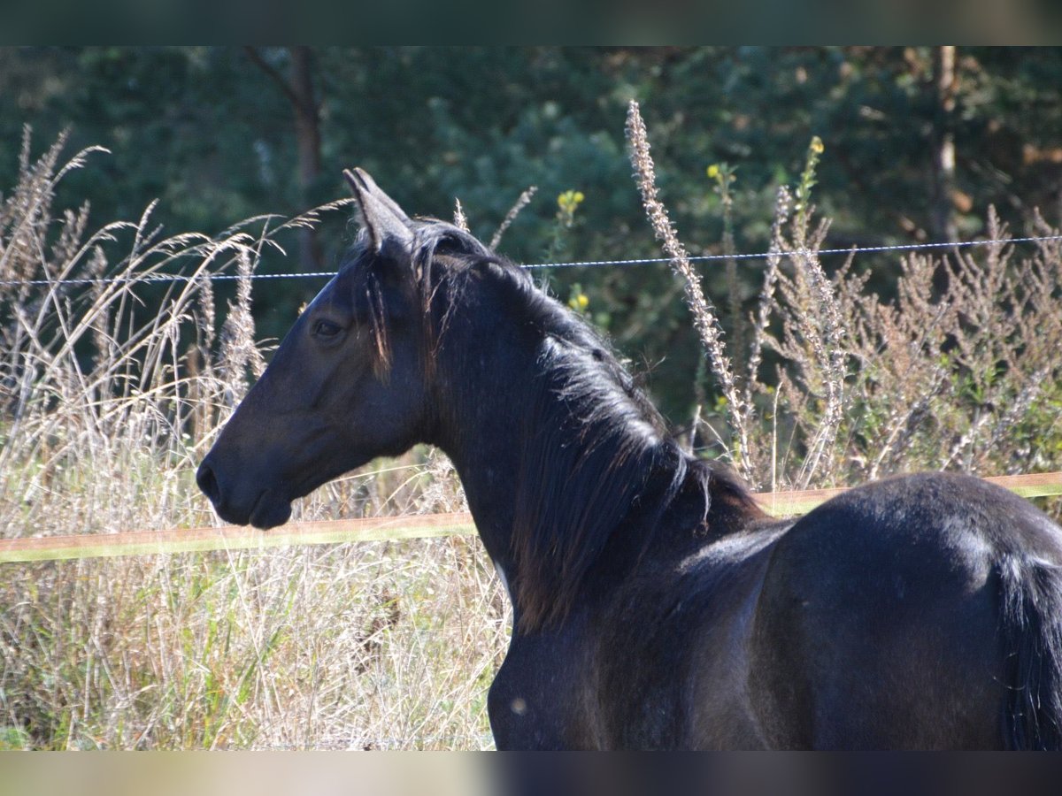 PRE Mix Stallion 1 year 16,1 hh Grey-Fleabitten in Arendsee