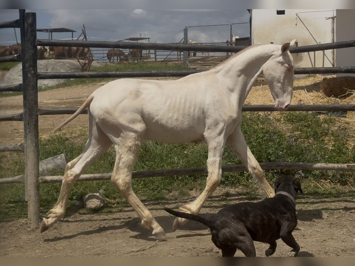 PRE Stallion 1 year 16,1 hh Perlino in Santa Marta