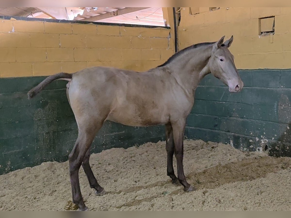 PRE Mix Stallion 1 year Champagne in Cordoba