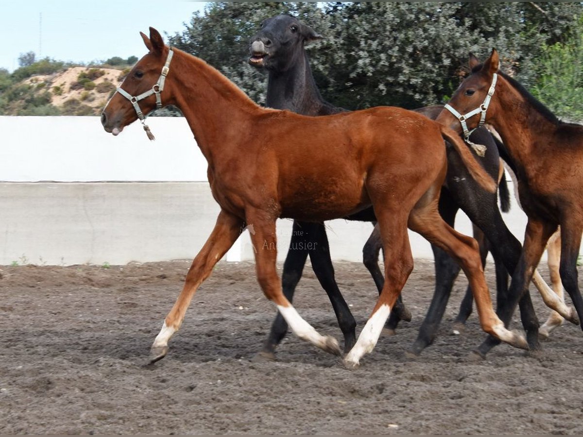 PRE Stallion 1 year Chestnut-Red in Provinz Sevilla