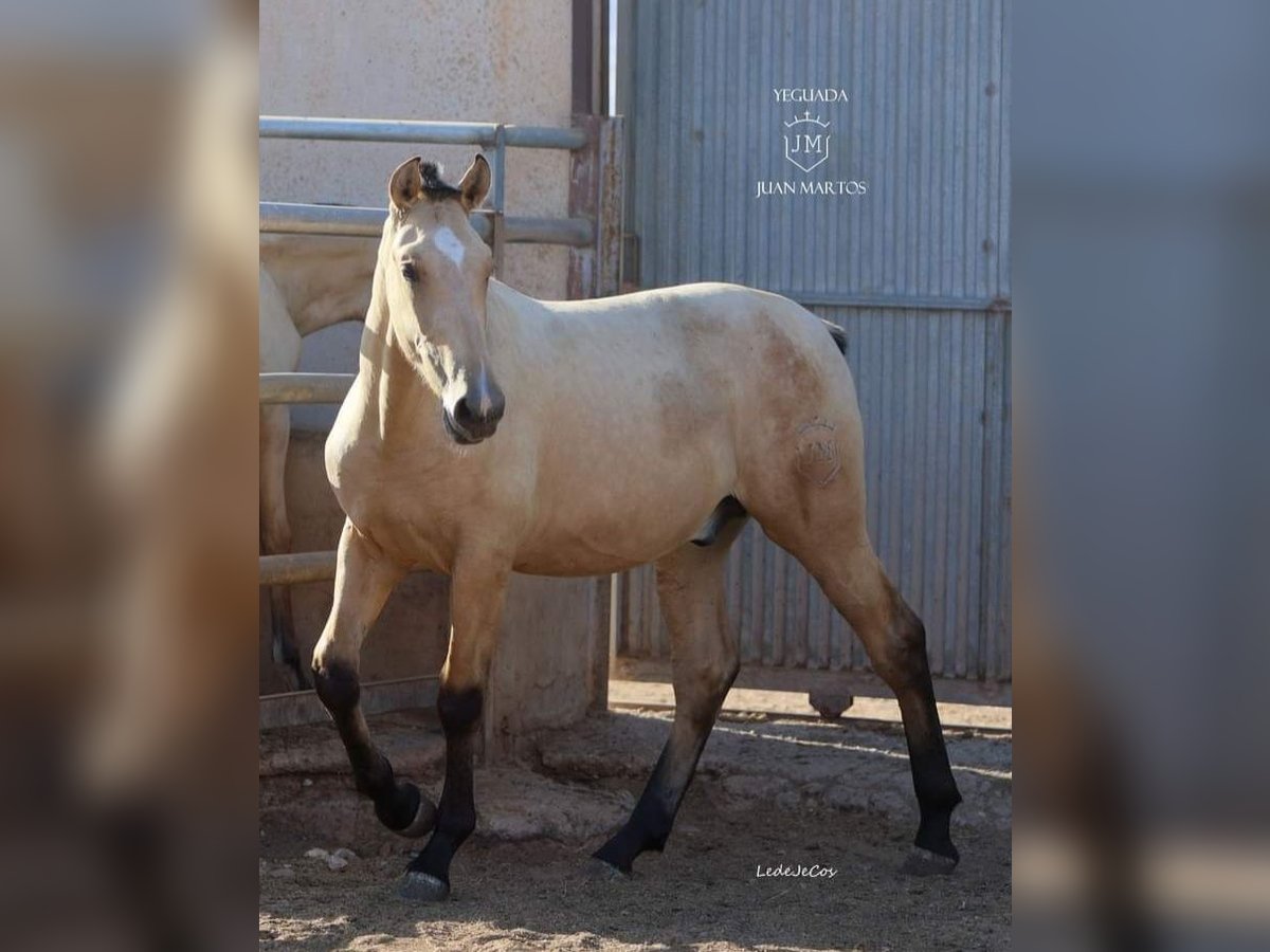 PRE Mix Stallion 1 year Dun in Las Norias De Daza