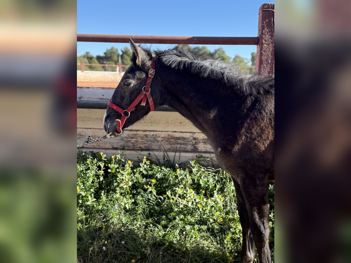 PRE Mix Stallion 1 year Gray in Fuendetodos