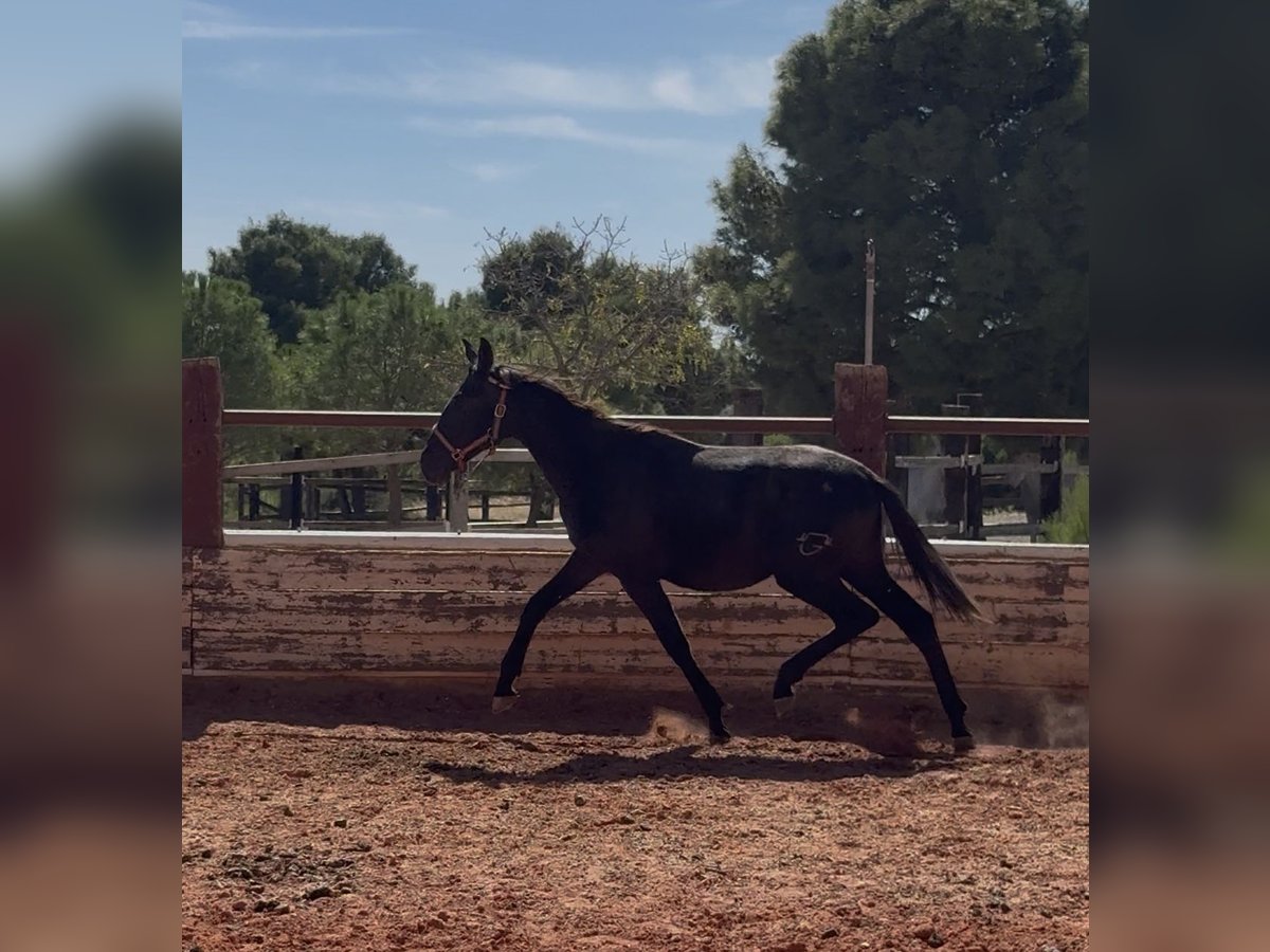 PRE Mix Stallion 1 year Grey in Fuendetodos